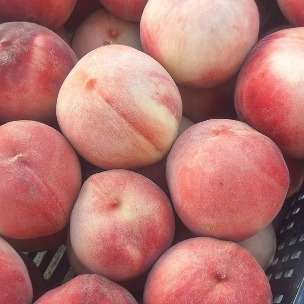 524651686_1328177595514916_9028087803318889361_n